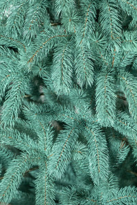 Елка новогодняя Буковельская голубая, литая, 1.5 - 2.3м