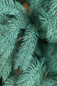 Елка новогодняя Буковельская голубая, литая, 1.5 - 2.3м